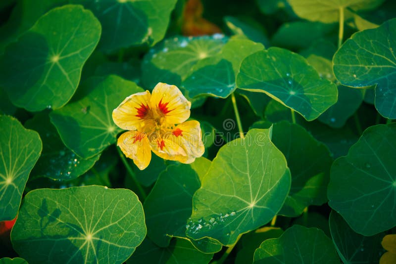 Yellow Flower with Red Spots on a Background of Green Leaves Stock