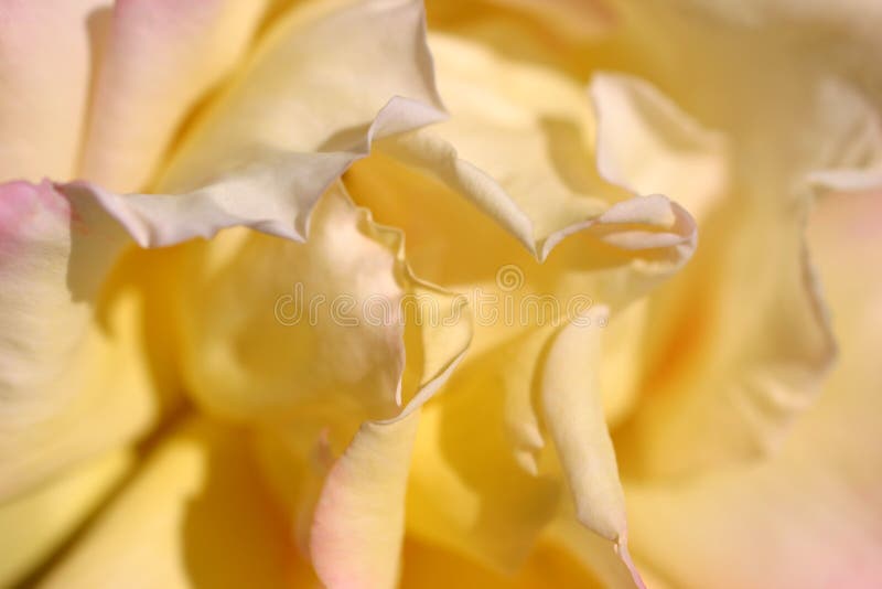 Yellow Flower Rose stock photo. Image of detail, jealousy 951114