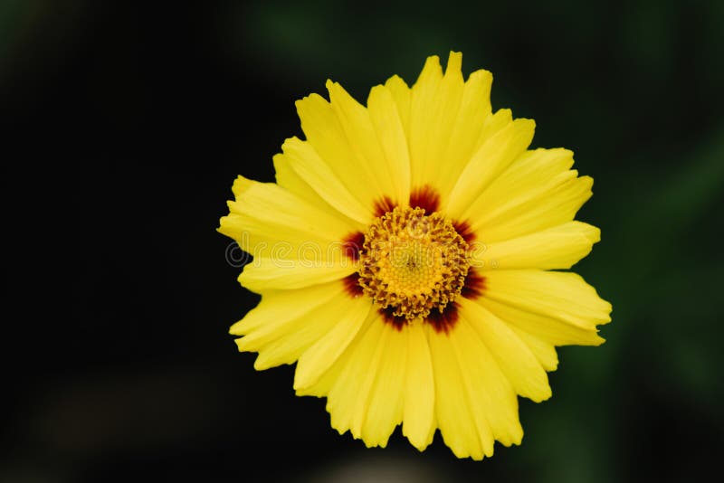 A Yellow Flower, Similar To a Chamomile, Grows in the Grass Stock Photo