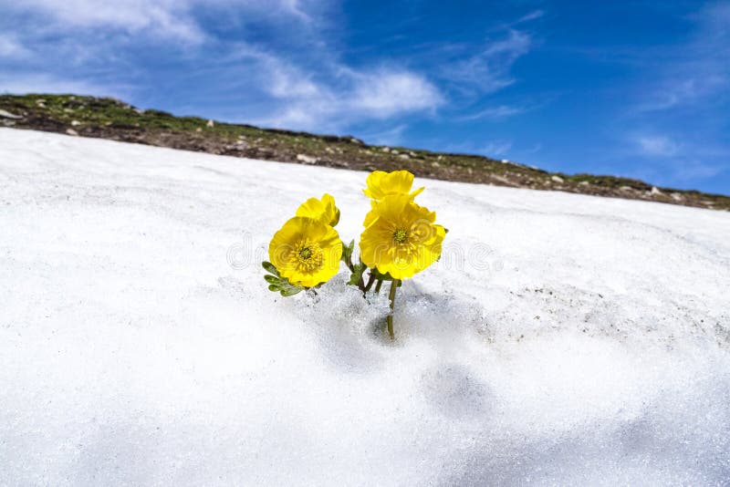 The Yellow Flower in the Snow Stock Photo Image of mountain, outdoor