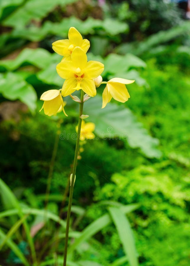 Yellow Flower of Spathoglottis Plicata Blume Orchid Stock Image - Image of  colorful, branch: 109812427