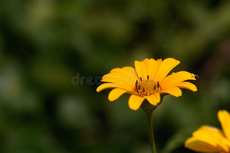 Yellow Flower in the Spring Garden2 Stock Photo Image of yellow