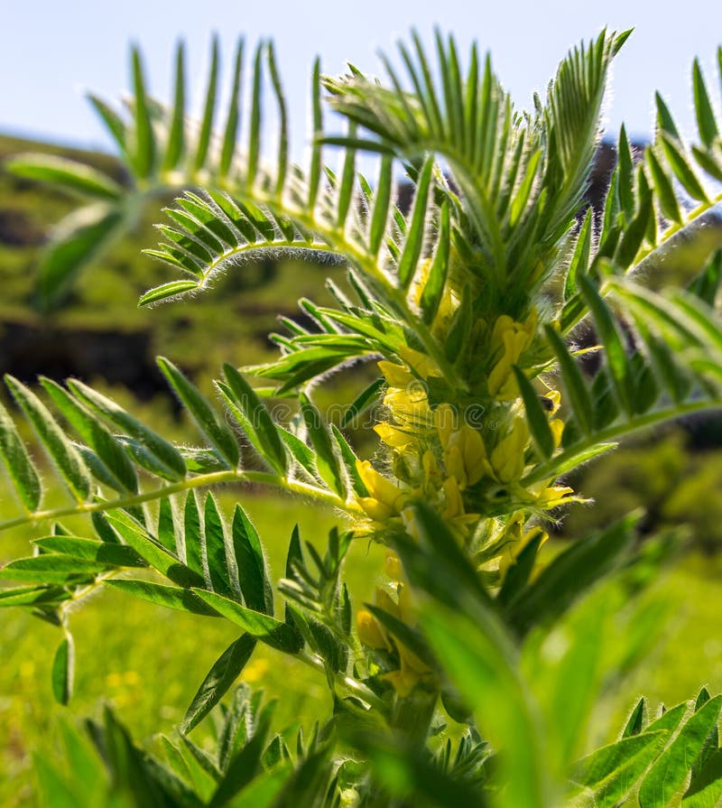 Yellow Flower in Spring Steppe Stock Photo Image of flora, flower