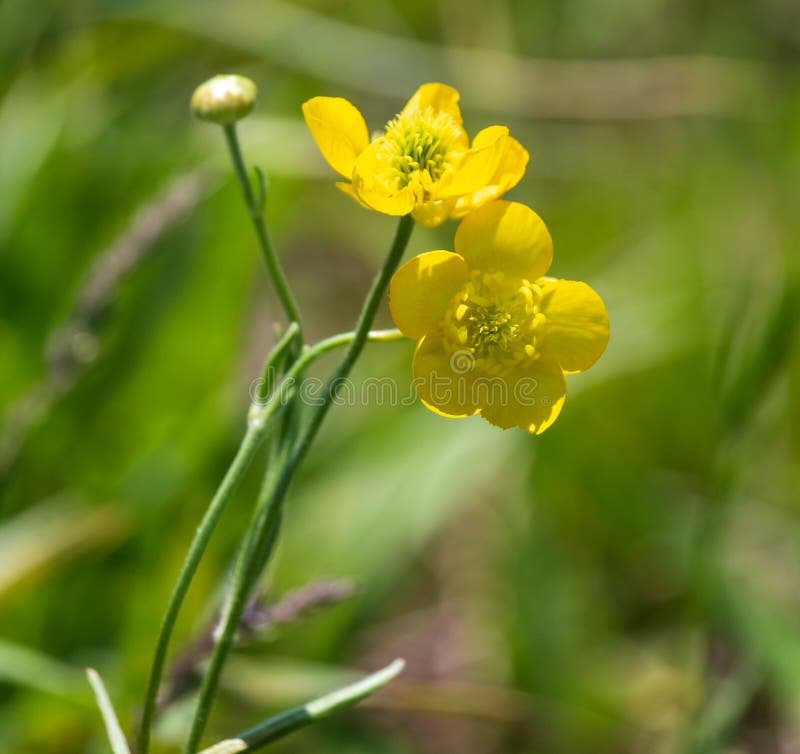 Yellow Flower in Spring Steppe Stock Image Image of yellow, flora