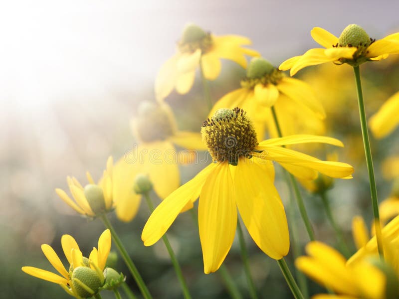 Yellow flower and sun light royalty free stock image Yellow flower and sun light royalty free stock image