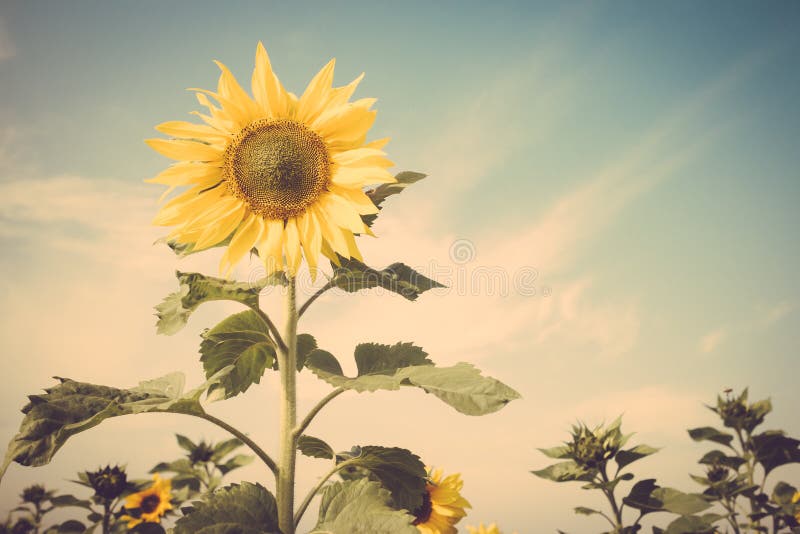 Download Yellow Flower Sunflower Meadow Field Vintage Retro Stock ...