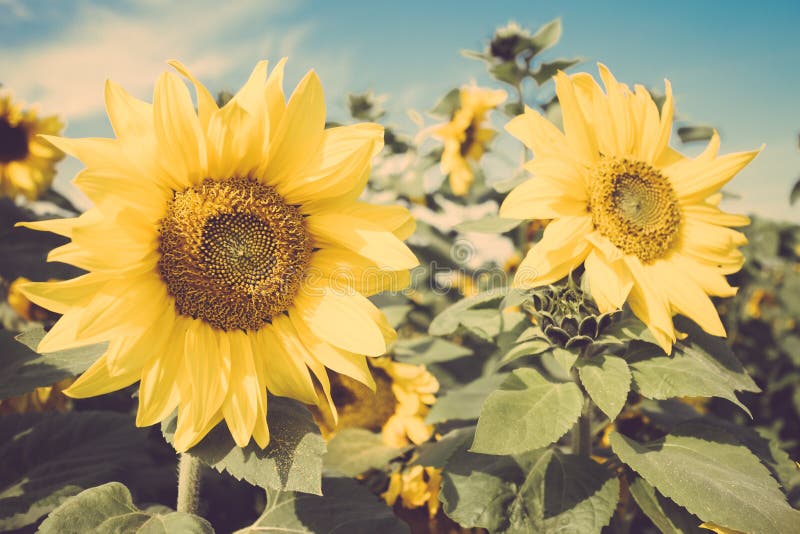 Download Yellow Flower Sunflower Meadow Field Vintage Retro Stock ...