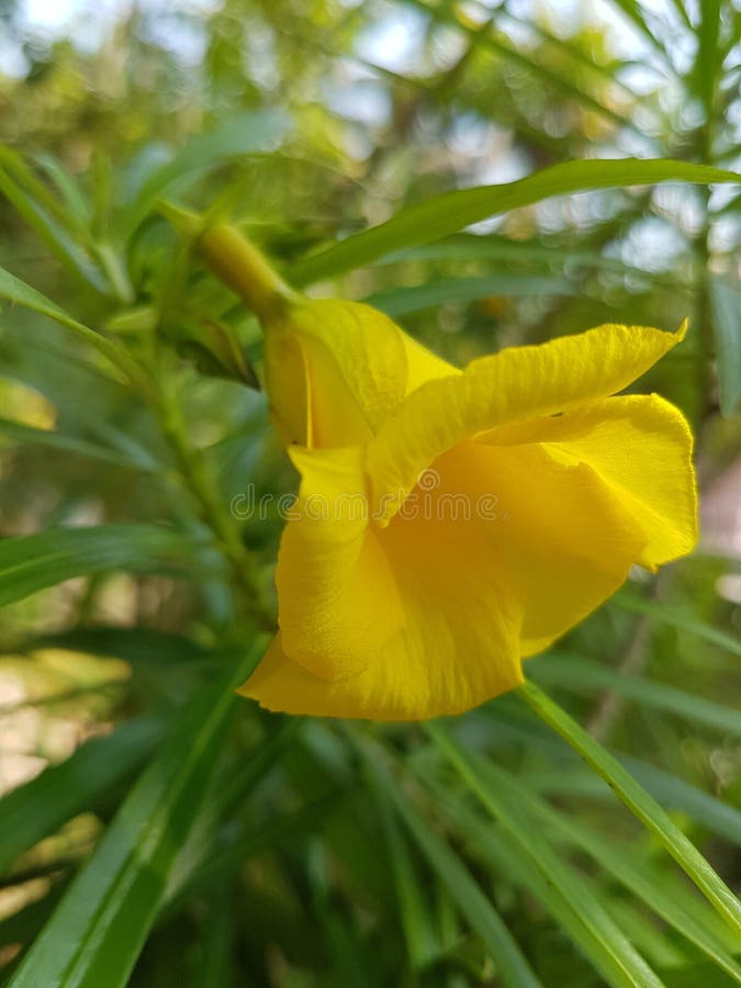 Yellow flower stock photo. Image of yellow, home, flower 89141930