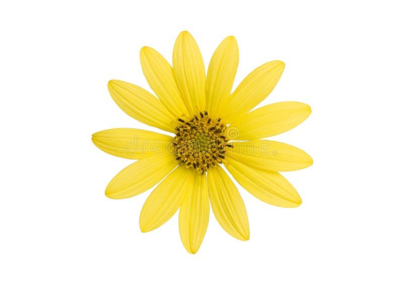 Yellow Flower on White