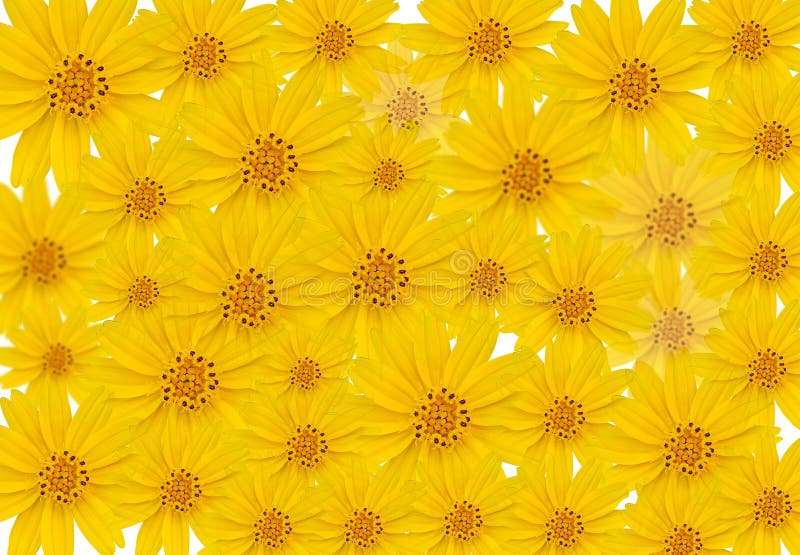 Yellow Flower on White Background Stock Image Image of bloom, garden