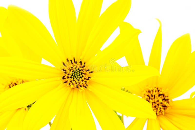Yellow Flower on White Background Stock Photo Image of blur