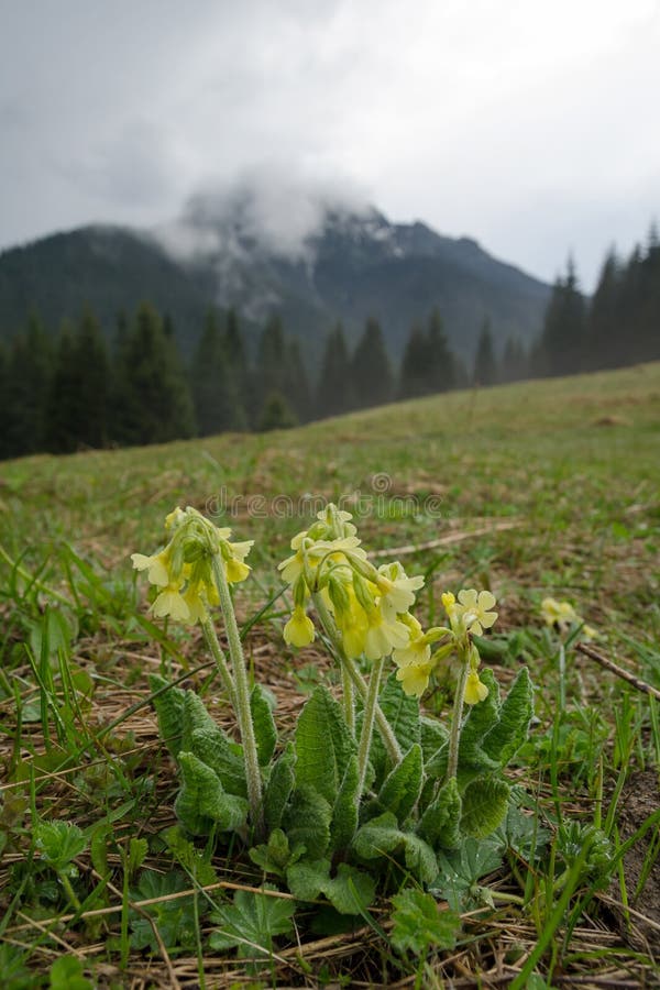 Yellow flowering Cowslip on the meadow in Mala Fatra mountains