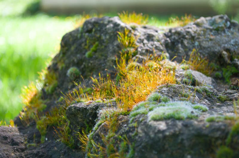Flowering yellow moss stock image. Image of blooming 44386803