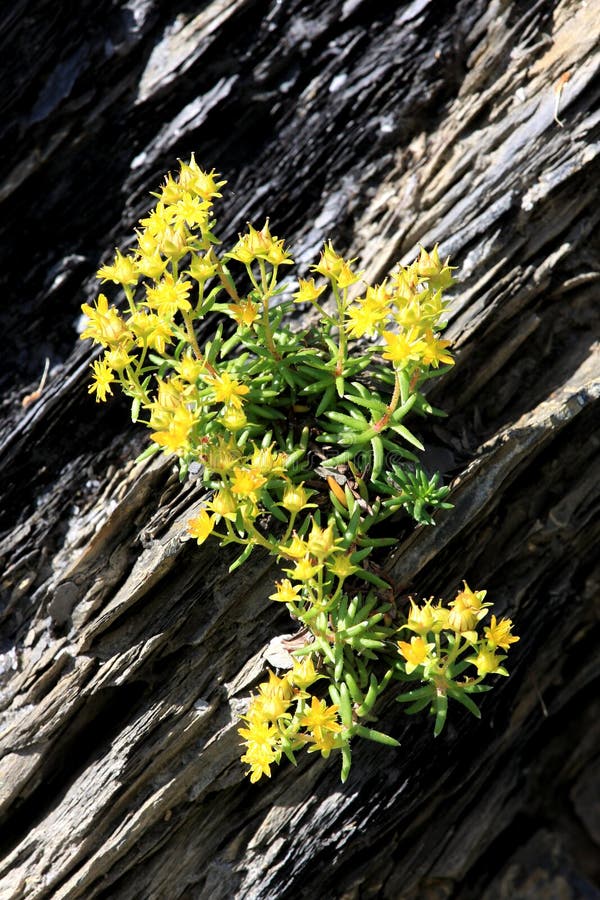 Yellow flowering mountain saxifrage in Switzerland