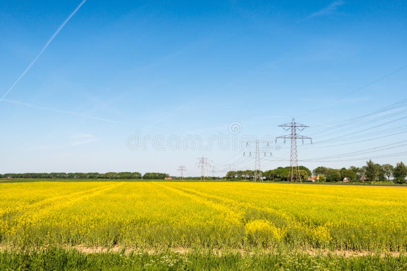 Yellow flowering rapeseed plants in springtime