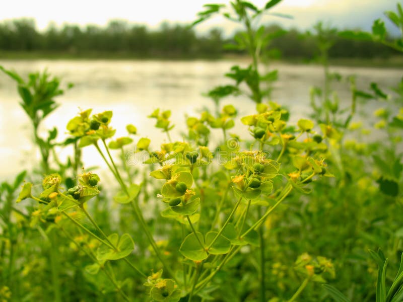 Download Yellow Flowers stock photo. Image of seedling, water, bees - 7518