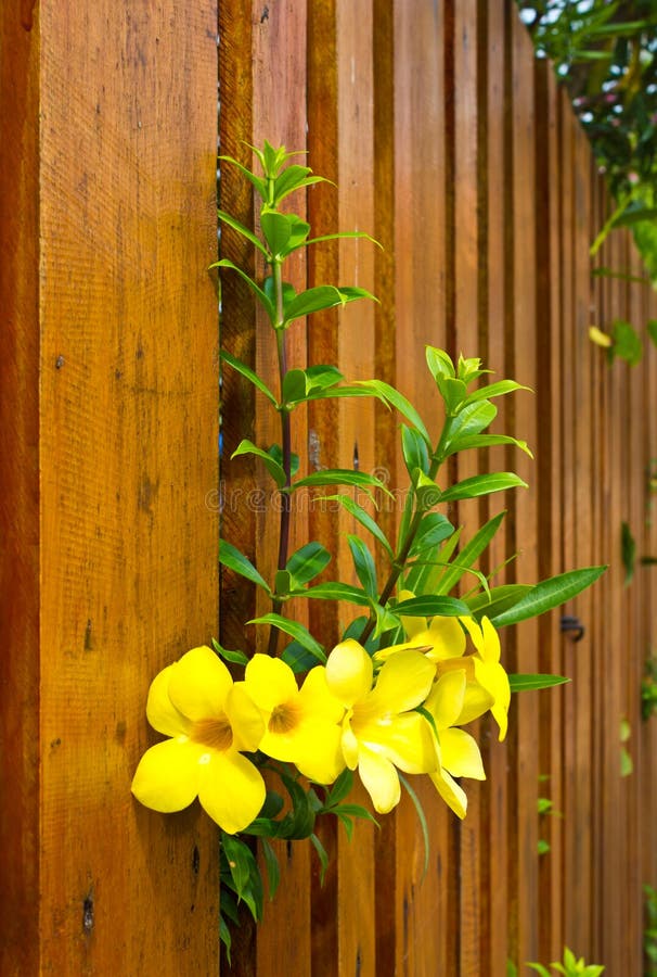 Yellow flowers.