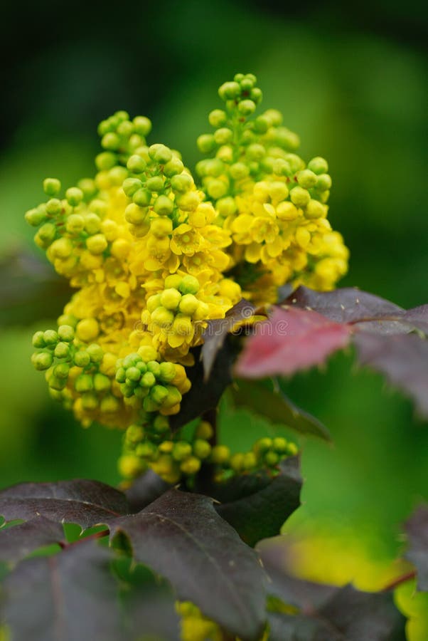 YELLOW FLOWERS