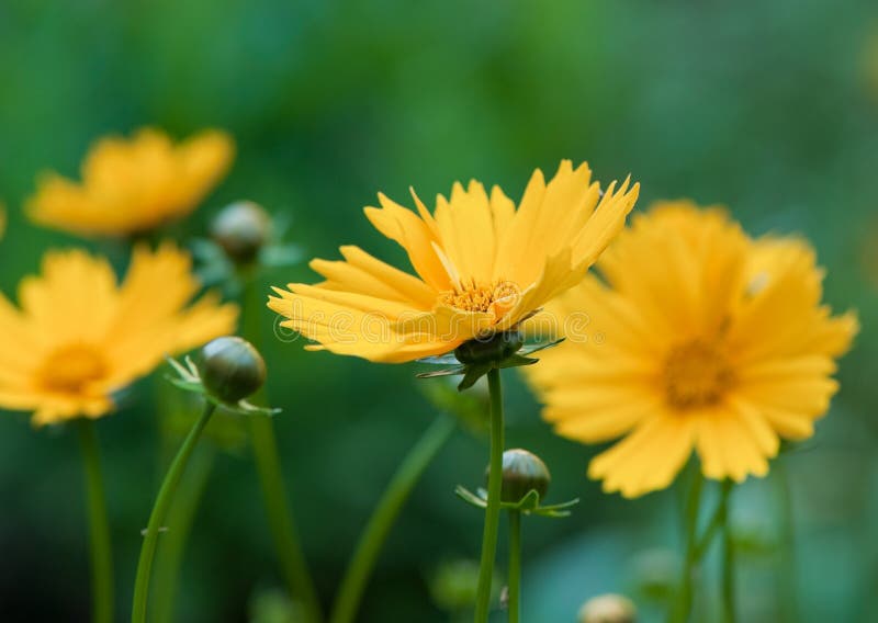 Summer Yellow Flowers stock photo. Image of blow, blowing 768480