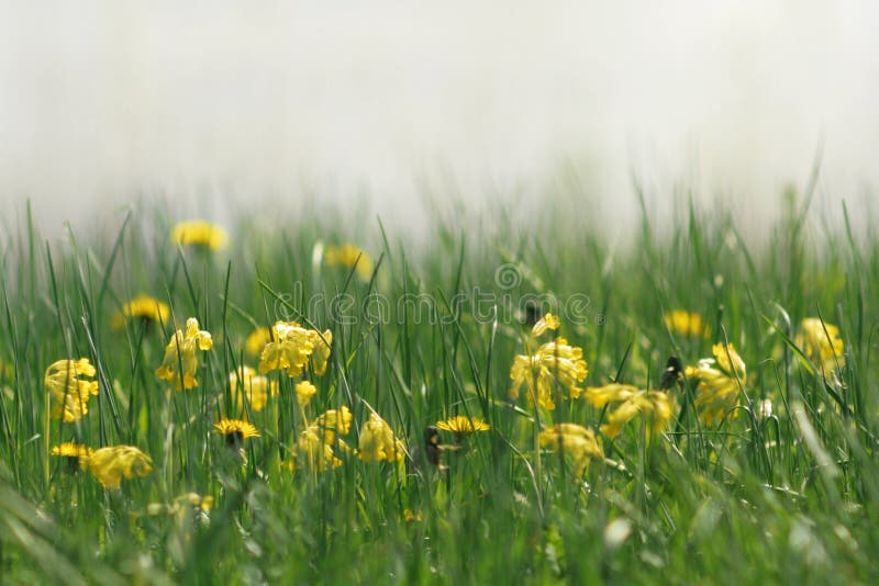 Yellow flowers