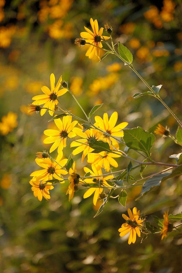 Yellow flowers