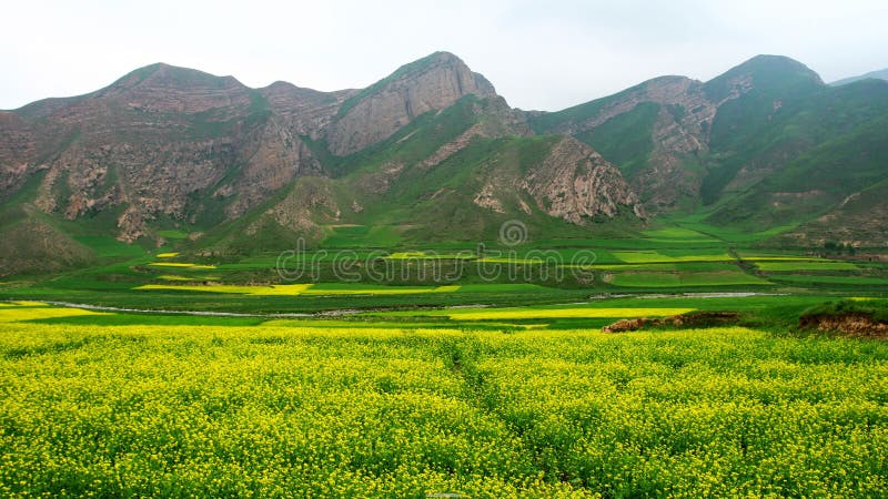 Yellow Flowers