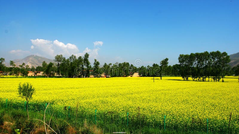 Yellow Flowers