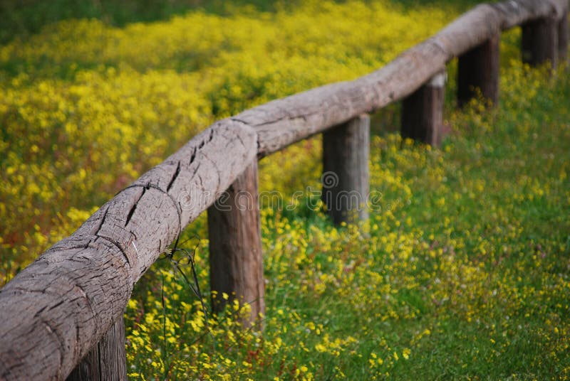 Yellow flowers