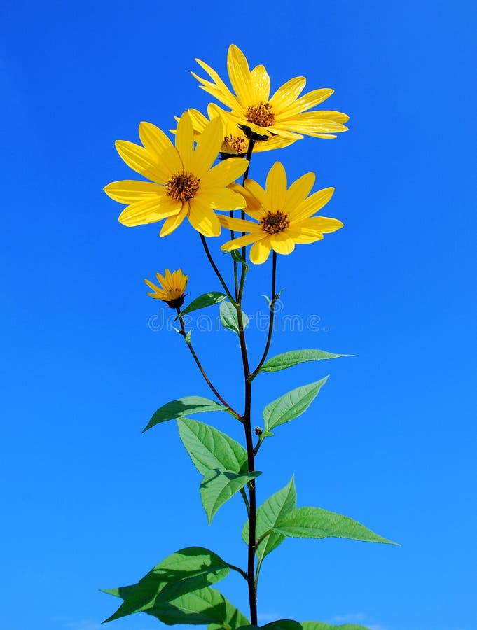 Yellow flowers stock image. Image of plant, blue, isolated 6685097