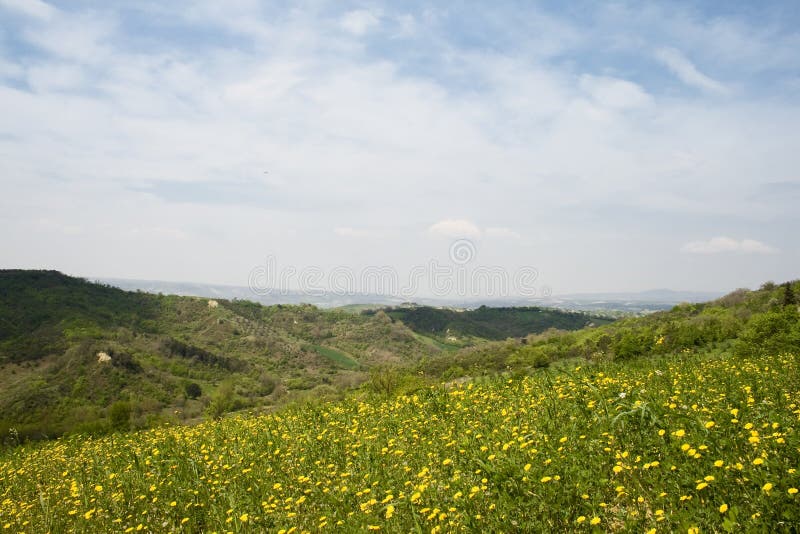 Yellow flowers