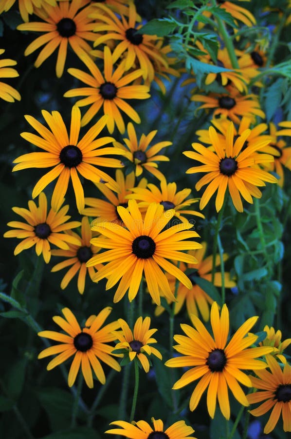 Yellow Flowers on the Background Stock Photo Image of garden, nature