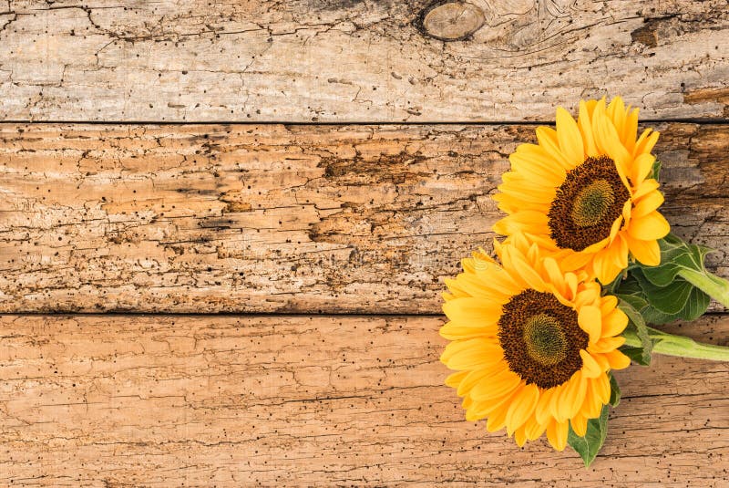 Beautiful yellow summer flowers on rustic old wood background with copy spa...