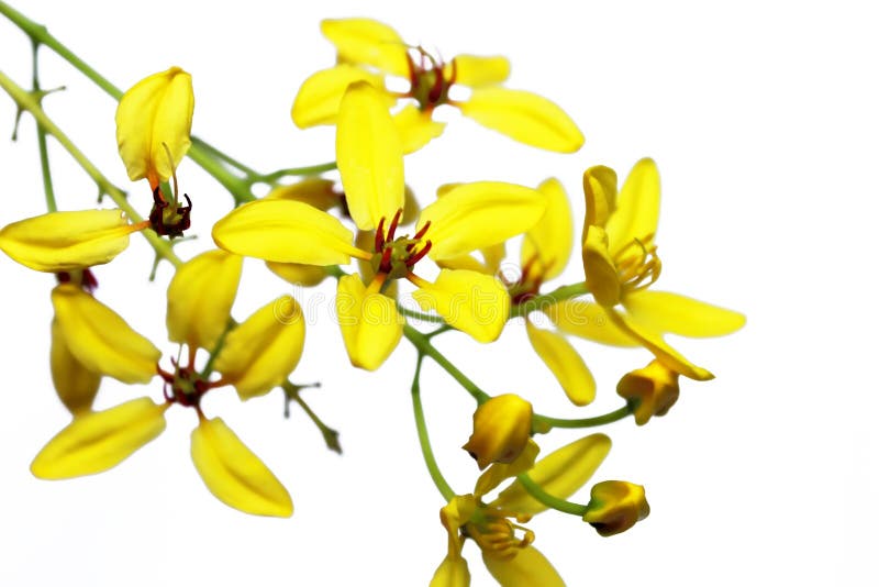 Yellow flowers background stock photo. Image of nature 31652554