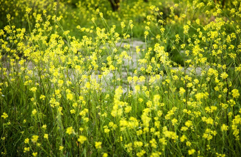 Yellow Flowers Background in Outdoors Stock Image Image of garden, stack 142808223