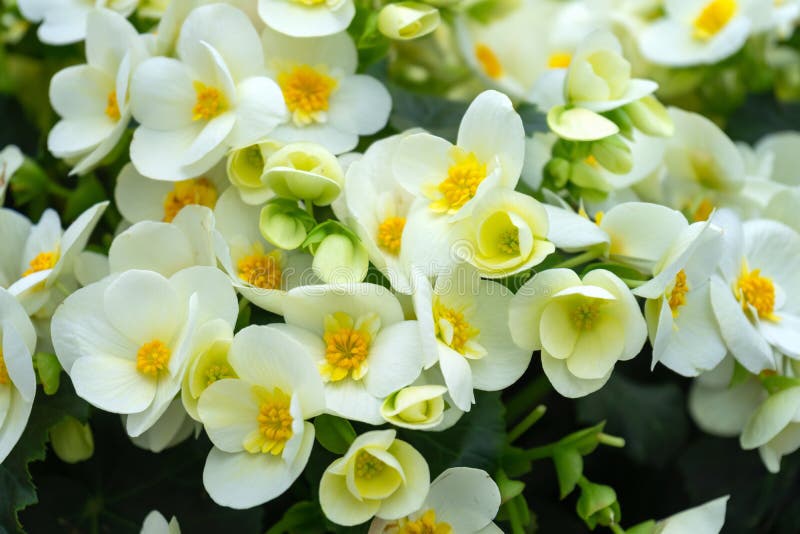 Yellow Flowers of Begonia Grandis, Lovesickness, Bitter Love. Stock Photo -  Image of flora, bloom: 151883826