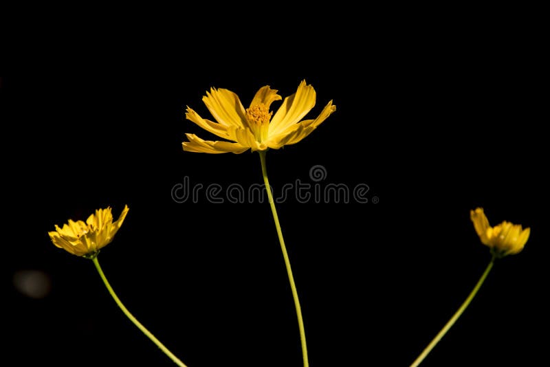 Yellow Flowers on Black Background Stock Image Image of plant, beautiful 195257353