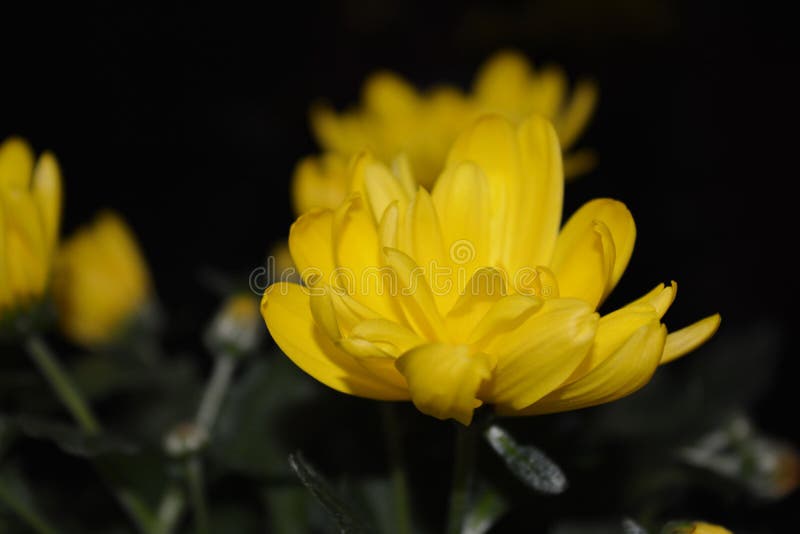Yellow flowers stock photo. Image of spring, flowers 68937842
