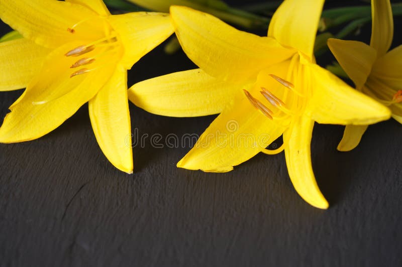 Yellow Flowers on a Black Background Stock Image Image of field, lily