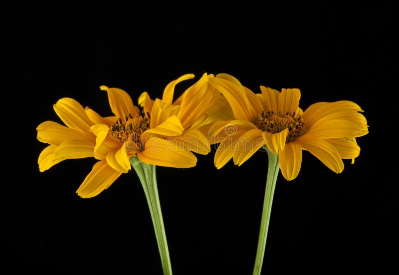 Yellow Flowers on a Black Background Stock Photo Image of flower, spring 184048524