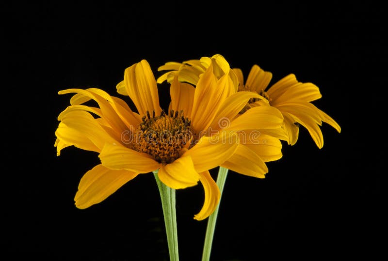 Yellow Flowers on a Black Background Stock Photo Image of colorful