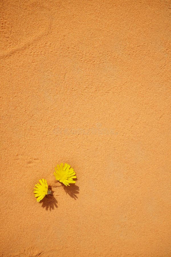 Yellow flowers blooming on a dry desert sand or warm summer season and symbol of hope concept. stock image Yellow flowers blooming on a dry desert sand or warm summer season and symbol of hope concept. stock image