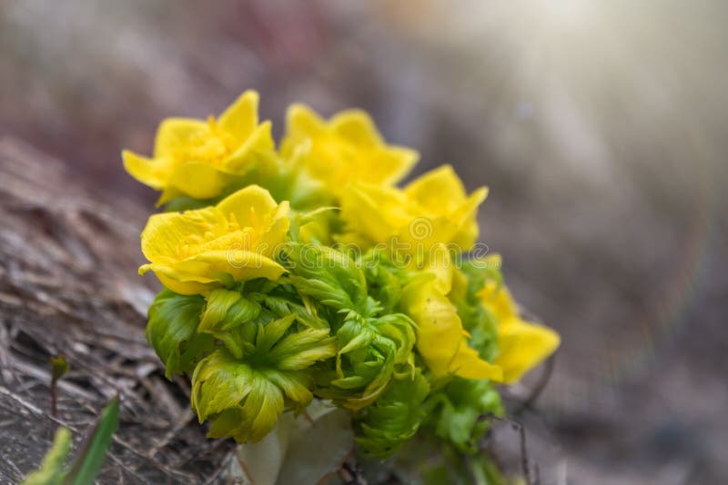 Yellow Flowers of Blooming Globeflower or Globe Flower. Yellow Flowers