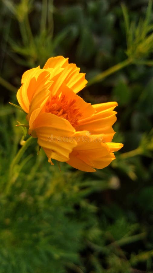 Yellow Flowers Blooming in the Morning Stock Photo Image of sunflower