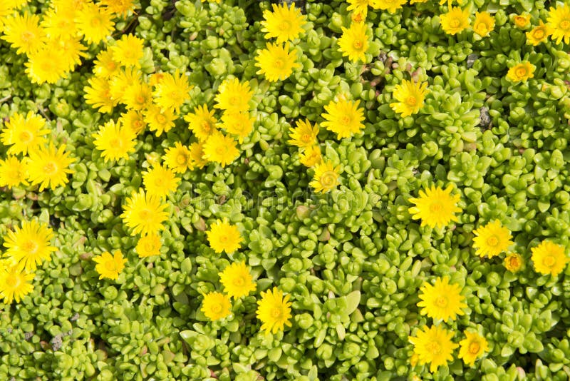 Yellow midday flowers