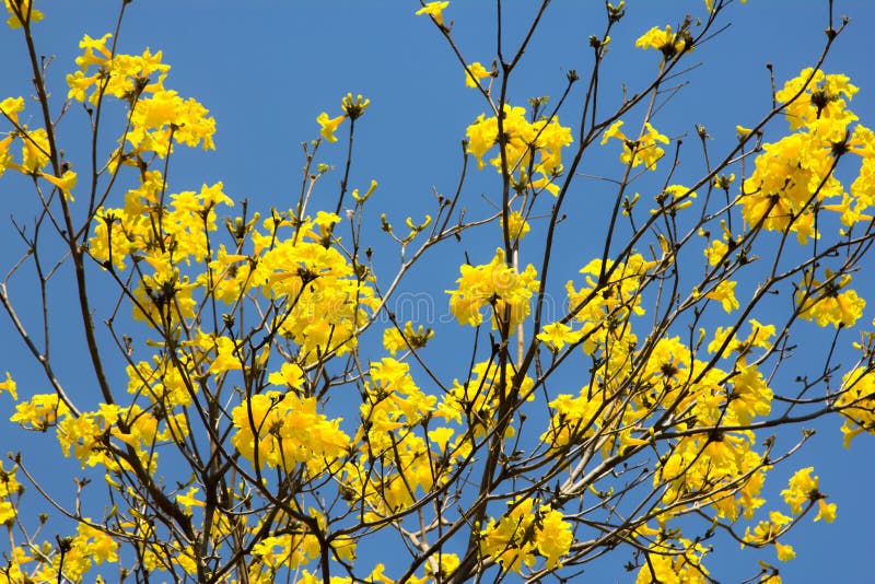 Yellow Flowers Blossom in Spring Time on Blue Sky Stock Photo - Image ...