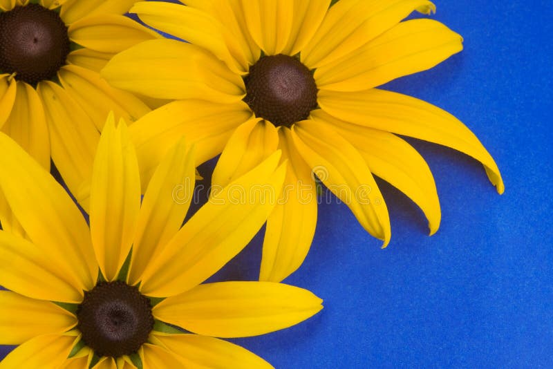 Yellow Flowers on the Blue Background. Stock Image Image of