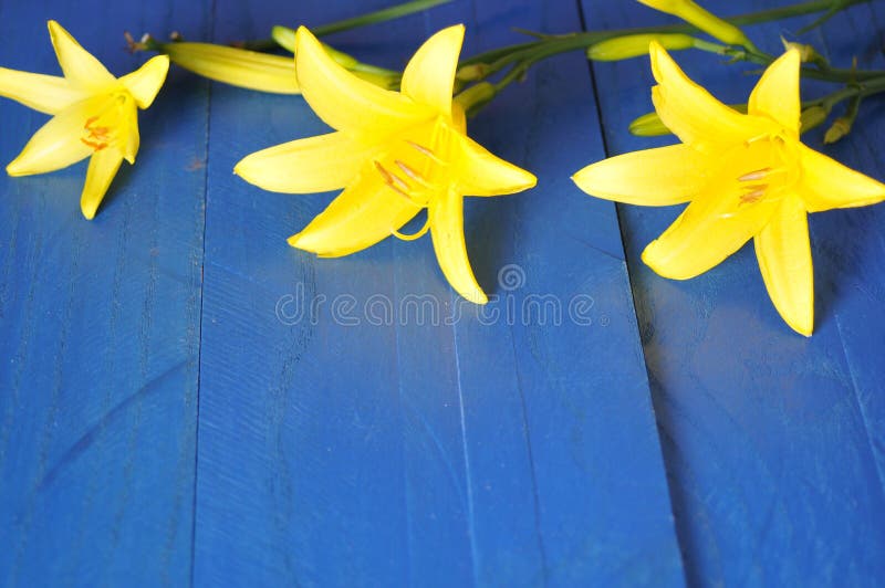 Yellow Flowers on a Blue Background Stock Image Image of beauty