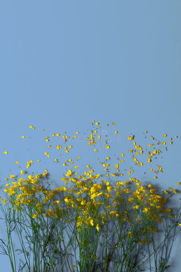 Yellow Flowers on a Blue Background Stock Photo Image of flora