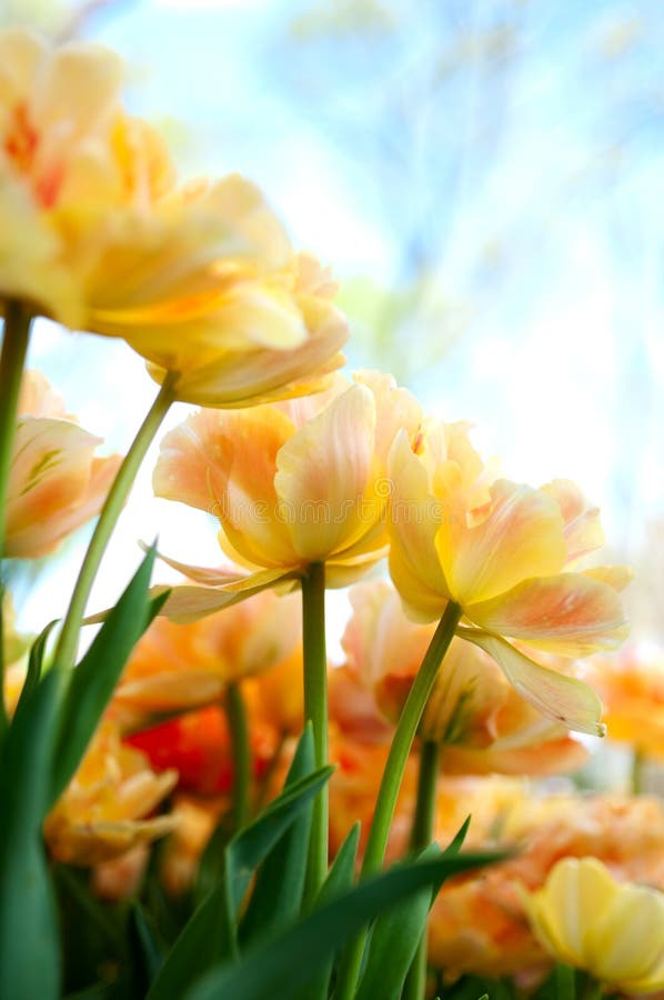 Yellow Flowers with Blue Sky Stock Image Image of blue, tulips 24492581