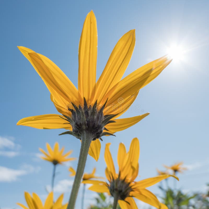 Yellow flowers blue sky stock image. Image of nature 105546161